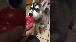 Adorable husky puppy eating puppy peanut butter from KONG toy