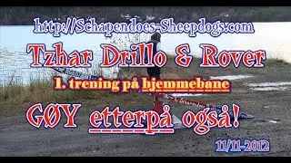 Schapendoes Brothers Tzhar Drillo & Rover`s 1st Agility Trening at Home