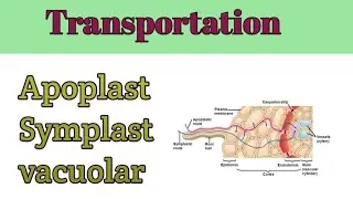 Transportation (apoplast symplast and vacuolar ) | Transportation in plants