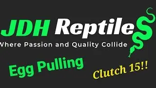 Egg Pulling - Clutch 15!!