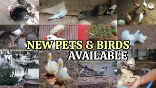 💖Birds Sale Kerala💗New Pets Sale🤩Pravu farm😍Hen Sale Kerala🤣New Sale Post Video😘Puppys Sale😌Henfarm