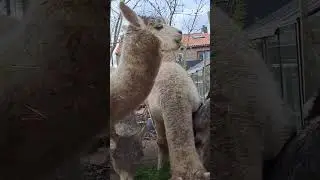 Alpaca family eats grass