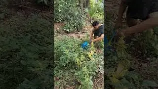 finally caught even though it was full of drama #shortvideo #nature #animals #nest #woodscraft