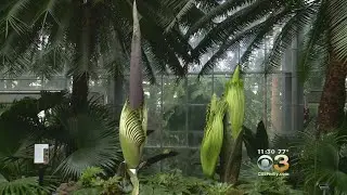 Corpse Flower Blooms In Washington DC