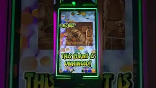 Unhinged casino plant 🪴 on the #littleshopofhorrors #slot machine. Love me some sticky wilds. 🎰