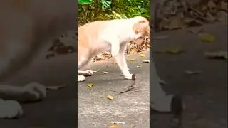 Hilarious Cat vs lizard thought #viralvideo #shortvideo #cat #lizard ,#pets