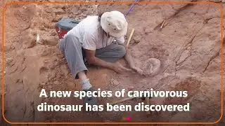 Argentine scientists discover new dinosaur species