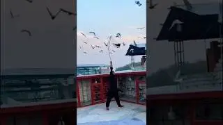 Pigeon trapper 😈 kabootar bazi #shorts #pigeontrap #viral