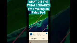 What did my Fahlo Whale Sharks Do? #fahlo #animals #whaleshark #funny