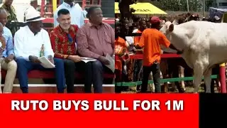 Fireworks as President Ruto buys one bull for ksh 1 million in Mombasa at ASK show!