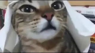 Gato &aacute;rabe