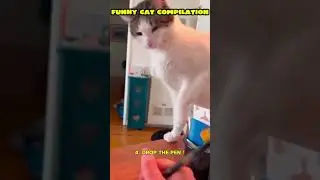 Funniest Cat Moments 😹