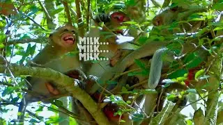 Milk.. Milk.. Princess Janna so hungry milk why Jane not nursing her like this?