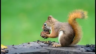 🐿️🦠Middle Age squirrels likely behind leprosy in modern England
