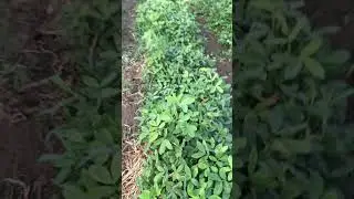 #groundnut#mungfalli