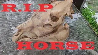 How To Clean A Horse Skull #taxidermy #farmanimals #horse #skeleton #skull #animalskull