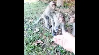 Adorable Monkeys Love Peanuts |Love Animals |