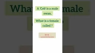 Quiz 8 || Male swan vs female swan || #shorts  #shortsvideo