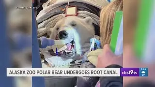 Caught on Camera: Polar bear at Alaska Zoo gets root canal, 300 hats pulled from Yellowstone's geyse