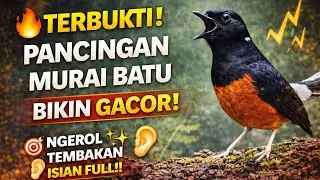 🔴 TERBUKTI‼️ Putar 3-5 menit, Murai Batu Hutan Langsung GACOR Parah 🔥
