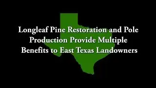 Longleaf Pine Restoration and Pole Production Provide Multiple Benefits to East Texas Landowners