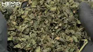 Candy Mac THCa Indoor Trim Wholesale 1LB by Hemp-Flower.com