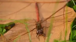 Gro&szlig;e Heidelibelle in der Herbstsonne - Common Darter in November