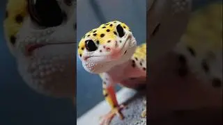 Top 10 Cold Blooded Animals living in the world🐍#nature #animals #cold #blooded #wildlife