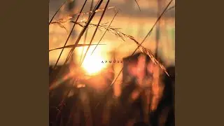 Morning Sun Rays