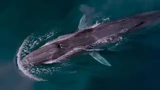 'THE DIVER' - Underwater Film trailer 2 by Liquid Motion&reg; Film/Ocean Foundation