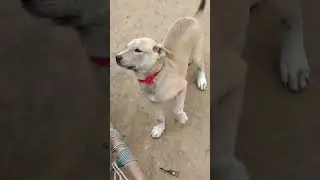 kya jindgi h 😂🐶#funny#ytshorts #petshub#comedyshorts #viralshort #pets#labrador #cute#trendingshorts