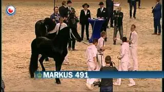 Hynstekeuring 2016 (algemeen kampioen)