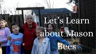 Let's learn about Mason Bees