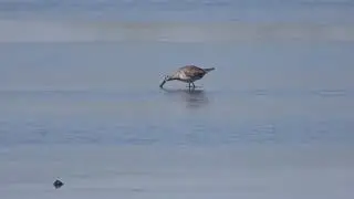 Stilt Sandpiper at Bear Island