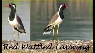 Red wattled Lapwing sounds || Beautiful Bird Sightings || Nature Videos