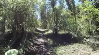 Day hiking with llamas in New Mexico with Wild Earth Llama Adventures