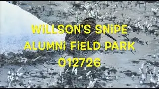 Wilson's Snipe 012726