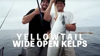 Kelp Paddy Madness - Yellowtail // Dorado