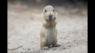 Funniest Prairie Dog at the Turtle Back Zoo Visit, West Orange