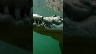 ​😳 Croc Ambushes Chicken Mid-Sip! (Wait for the JUMP) ​#NatureGoneWild​#GatorAttack​#ShortsFeed