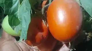 Sun ripe 🍅 Big Tomato Harvest! Quick
