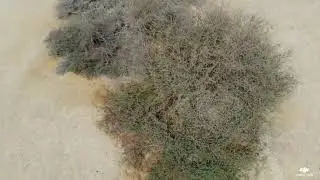 DJI mavic air arava hatzeva