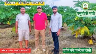 86. जिला - इटावा, उत्तर प्रदेश के किसान  श्री सौरभ पाठक जी, कर रहे पपीते की बम्पर खेती