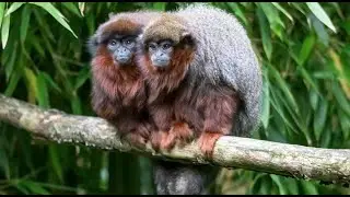 Coppery Titi&mdash;Huddle Together with Tails Entwined