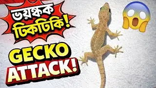 Terrifying Gecko on the Wall 😱 | Real Night Hunter | Naturelifea.p