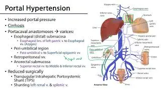 Hepatic Portal System - M1 S10 Stomach, Liver, and Spleen
