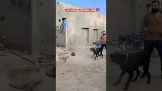 Gabbar vs badshah bully dogs match 😱 Samad pets vlog |pakistani bully dog #bullydog #viralshorts