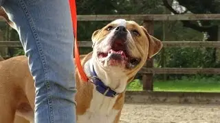 Crunchie - Victorian Bulldog - 3 Week Residential Dog Training at Adolescent Dogs