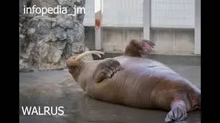 BIGGEST ANIMAL OF SEA WALRUS | WALRUS ATTACK  | WALRUS TYPES | WALRUS INFORMATION DOCUMENTARY |