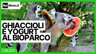 Caldo torrido: per gli animali del Bioparco arrivano ghiaccioli di frutta e yogurt